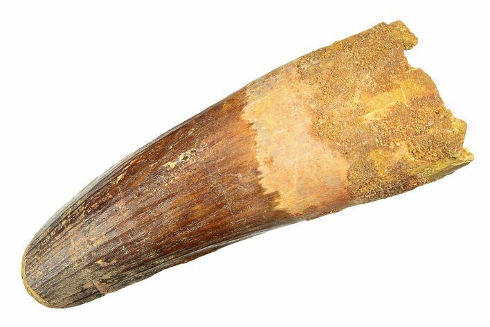 Real Spinosaurus Tooth - Feeding Worn Tip #307929